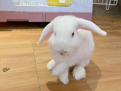 -猫猫幼稚园·撸猫·桌游·电玩