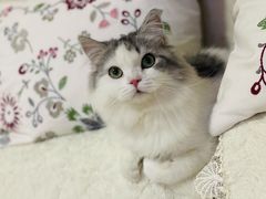 -猫大福·Fortune Cat猫舍(百子湾店)