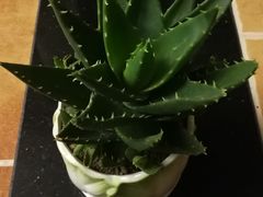 -秦美花卉(天朗·莱茵小城2期店)