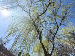 -悦真雅院·四合院·清真私房菜(雍和宫店)