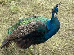 -秀丽东方
