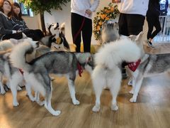 -Husky Go! 哈士奇体验馆·宠物咖啡厅狗咖