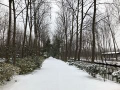 -合肥滨湖国家森林公园