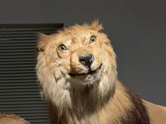 -上海自然博物馆