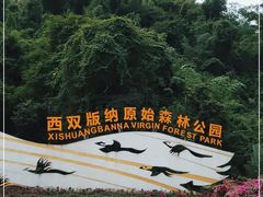 -西双版纳原始森林公园