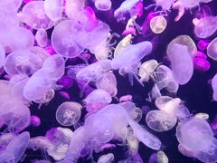 -珠海长隆海洋王国