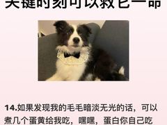 -翊宠yipet猫狗购宠庄园犬舍•猫舍