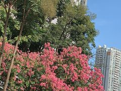 -奈雪的茶(石厦时代广场店)