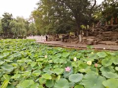 -莲湖公园