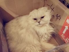 -猫猫幼稚园·撸猫·桌游·电玩