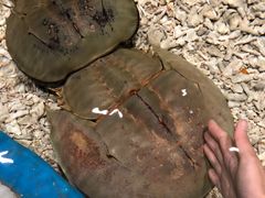 -青岛嘉年华主题乐园