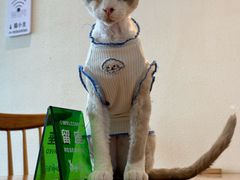 -猫小主咖啡·猫咖cat cafe(福田店)