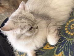 -平行世界·猫咖(首经贸店)