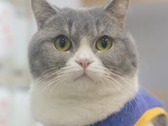 -柴迷FANS CLUB·柴犬狗咖·猫咖