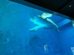 -芜湖新华联大白鲸海洋公园