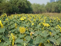 -艾溪湖湿地公园