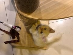 -平行世界·猫咖(首经贸店)