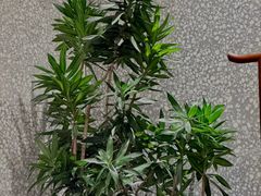 -四季民福烤鸭店(通州马驹桥店)