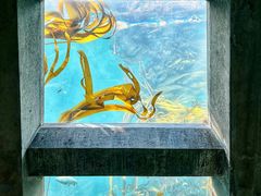 -西雅图水族馆
