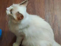 -楼上猫咖(罗湖店)