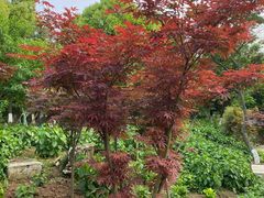 -花溪公园