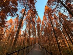 -黄海国家森林公园