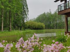 -黄海国家森林公园