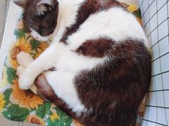 -海边的猫和咖啡馆