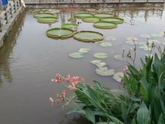 -大湾区中央湿地公园