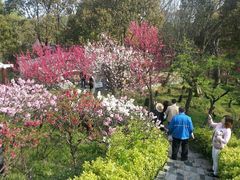 -南汇桃花村