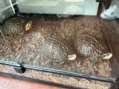 -灵龟之家百象馆(百象馆联合旗舰店)