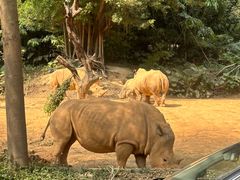 -广州长隆野生动物世界