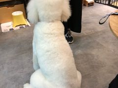 -小尾巴宠物店(万科·金域华庭店)