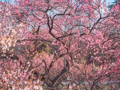-梅花山(明孝陵内)
