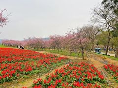 -天适樱花悠乐园