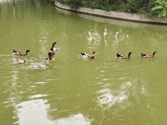 -莲花池公园