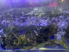 -石锅苗苗鱼(武汉首店)