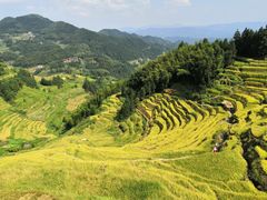 -紫鹊界梯田景区