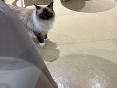 -藏猫猫咖啡主题馆(中央大道店)