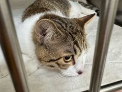 -美联众合动物医院·24h京西诊疗中心