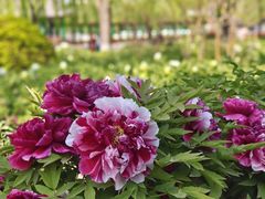 -莲花池公园