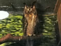 -上海大自然野生昆虫馆(东方明珠·爬宠昆虫探索中心)