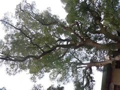 -兰剑驾校(汉阳校区)