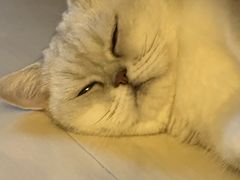 -车接车送·寄养洗护·德文猫舍(大宁店)