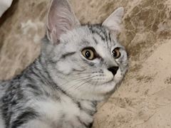 -关爱宠物医院·猫科中心·消化科(滨湖万达分院)