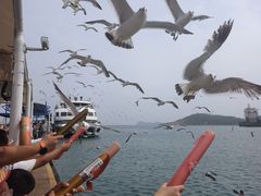 -海驴岛(荣成市)