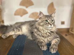 -楼上猫咖(罗湖店)