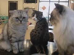 -萌喵咖啡屋(人民东路4号口M16商铺店)