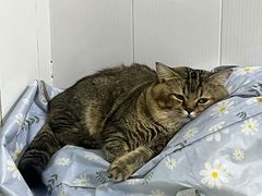 -瑞鹏宠物医院·骨科·猫科·内科(第一中心)