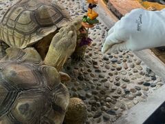 -上海大自然野生昆虫馆(东方明珠·爬宠昆虫探索中心)